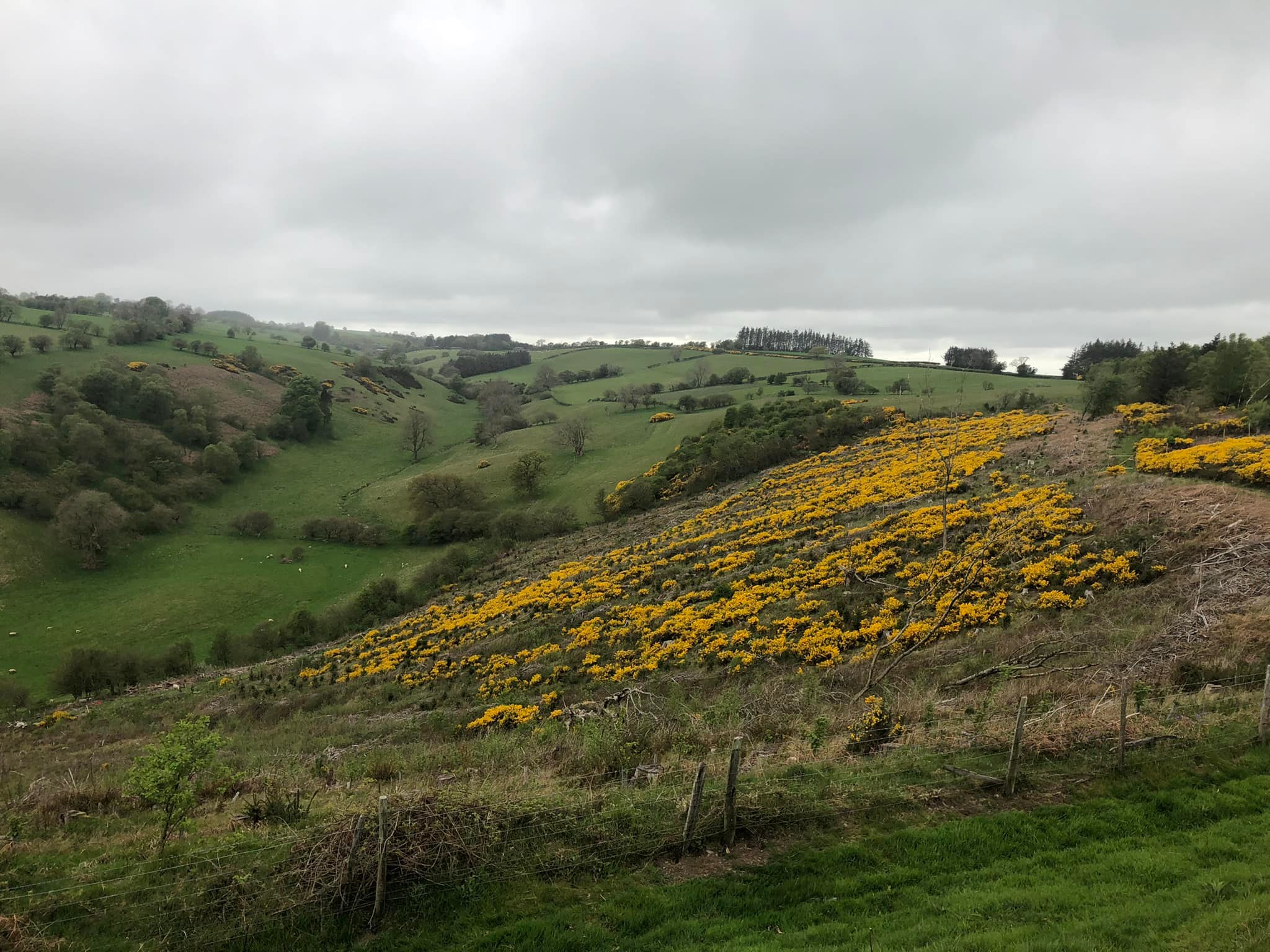 Glyndwr%20day%201%20 %205